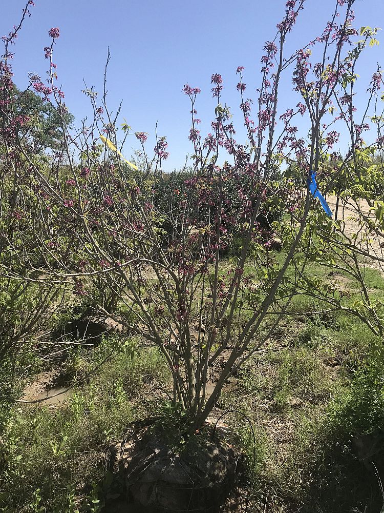 aesculus-glabra-arguta-texas-buckeye