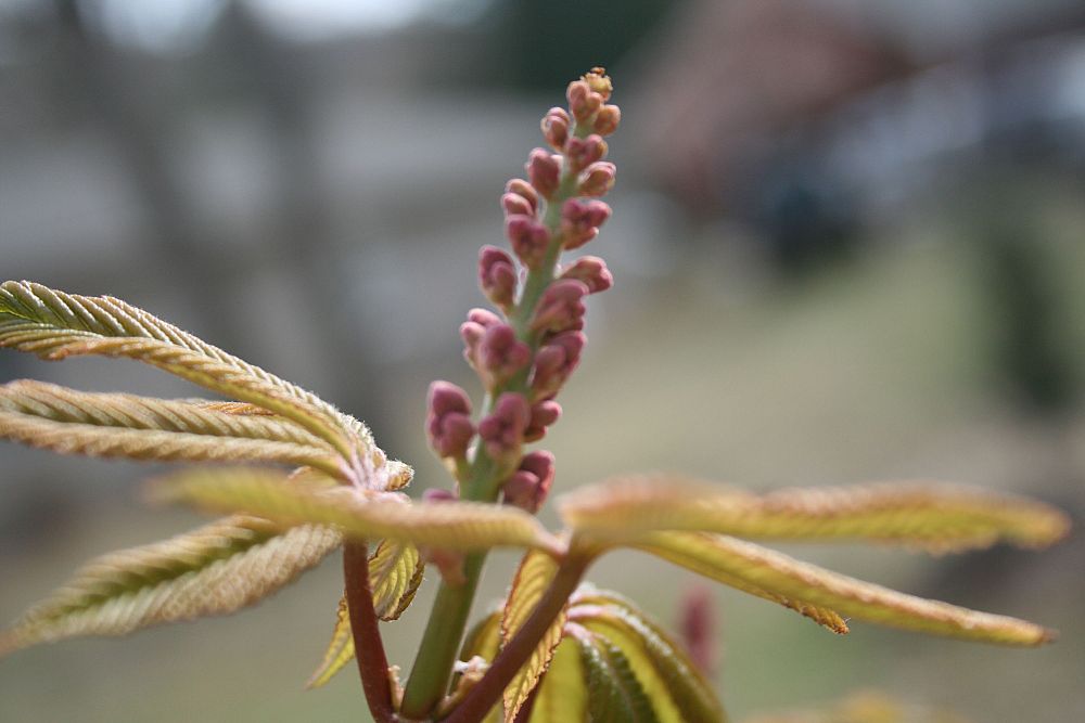 aesculus-parviflora-bottlebrush-buckeye