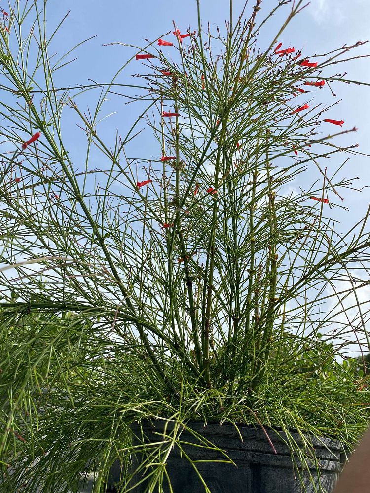 aesculus-pavia-atrosanguinea-firecracker-plant-red-buckeye