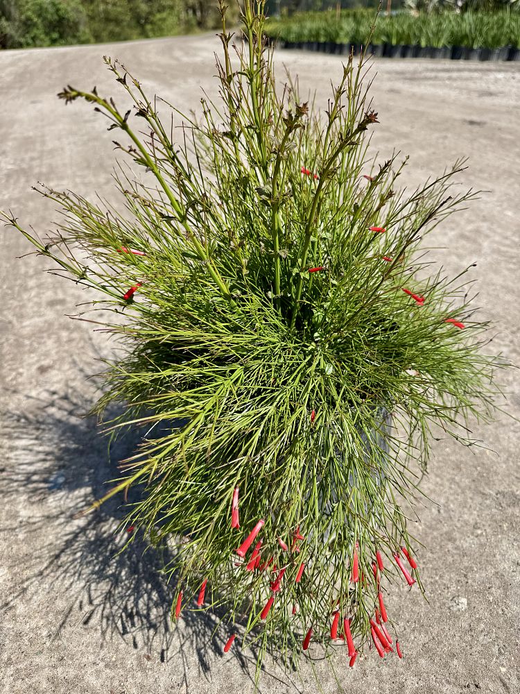 aesculus-pavia-atrosanguinea-firecracker-plant-red-buckeye