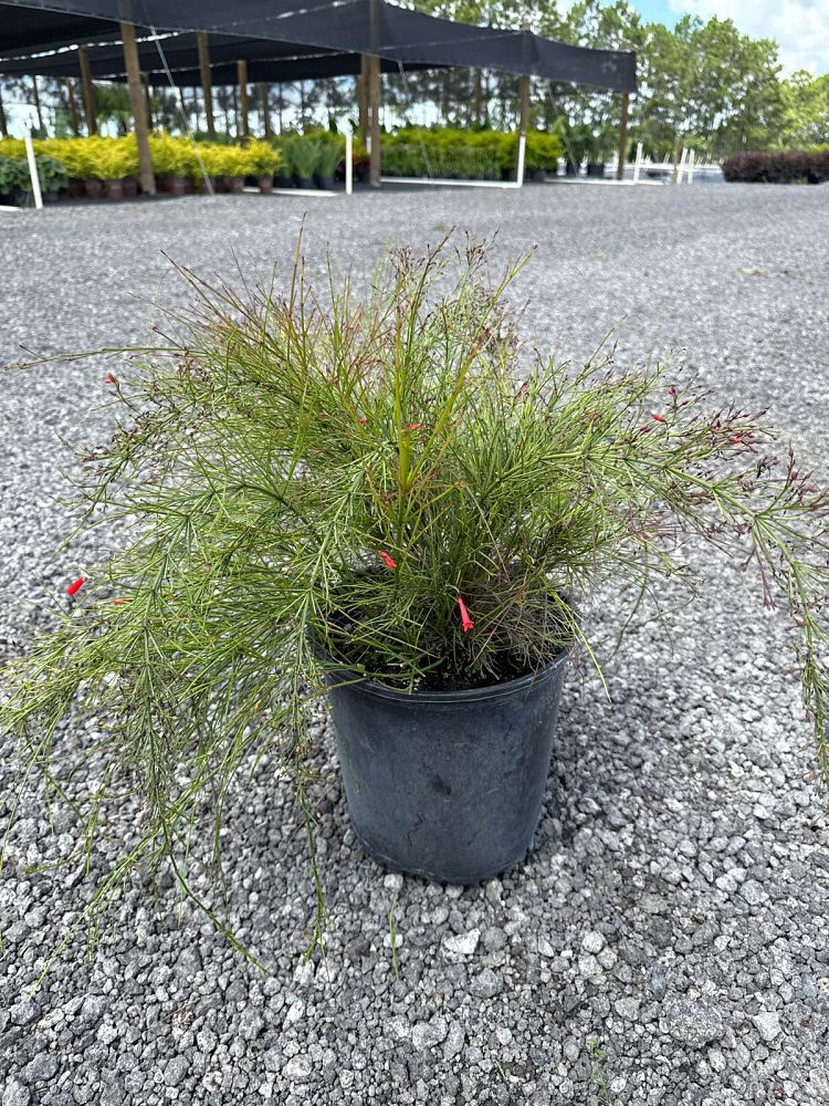 aesculus-pavia-atrosanguinea-firecracker-plant-red-buckeye