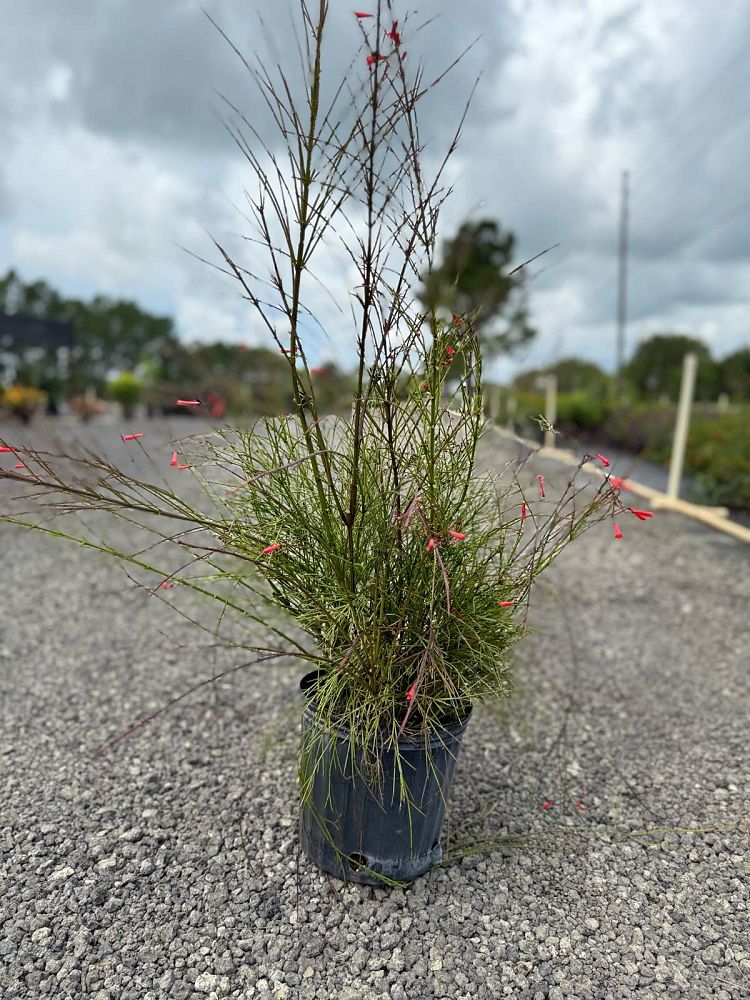 aesculus-pavia-atrosanguinea-firecracker-plant-red-buckeye
