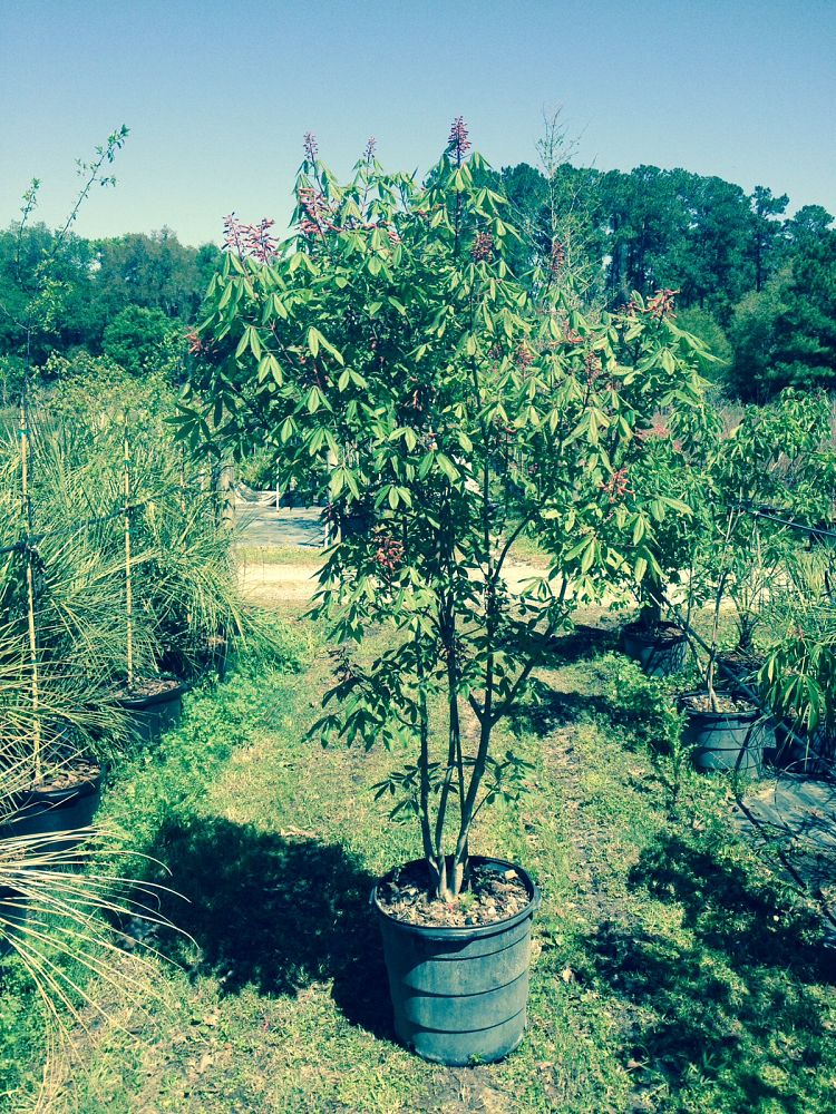 aesculus-pavia-red-buckeye