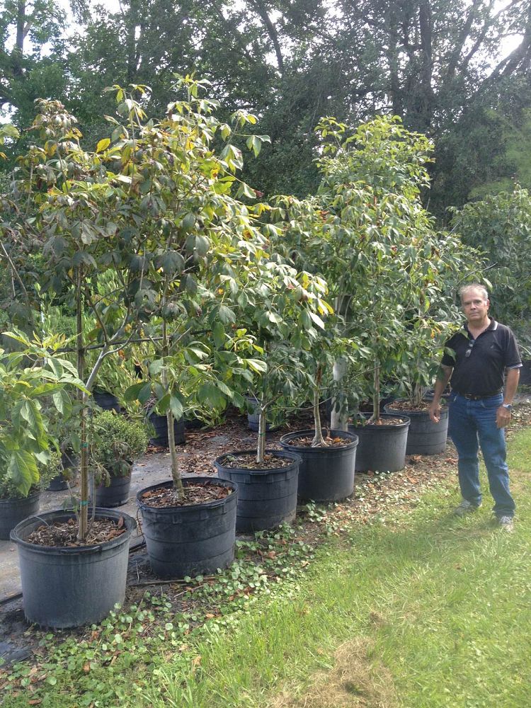aesculus-pavia-red-buckeye