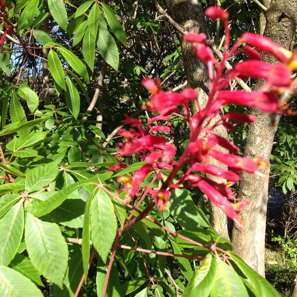 aesculus-pavia-red-buckeye