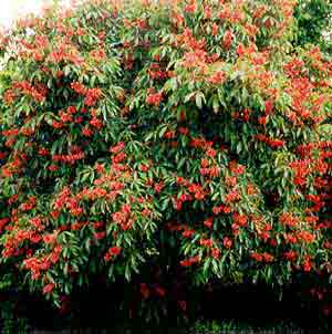 aesculus-pavia-red-buckeye
