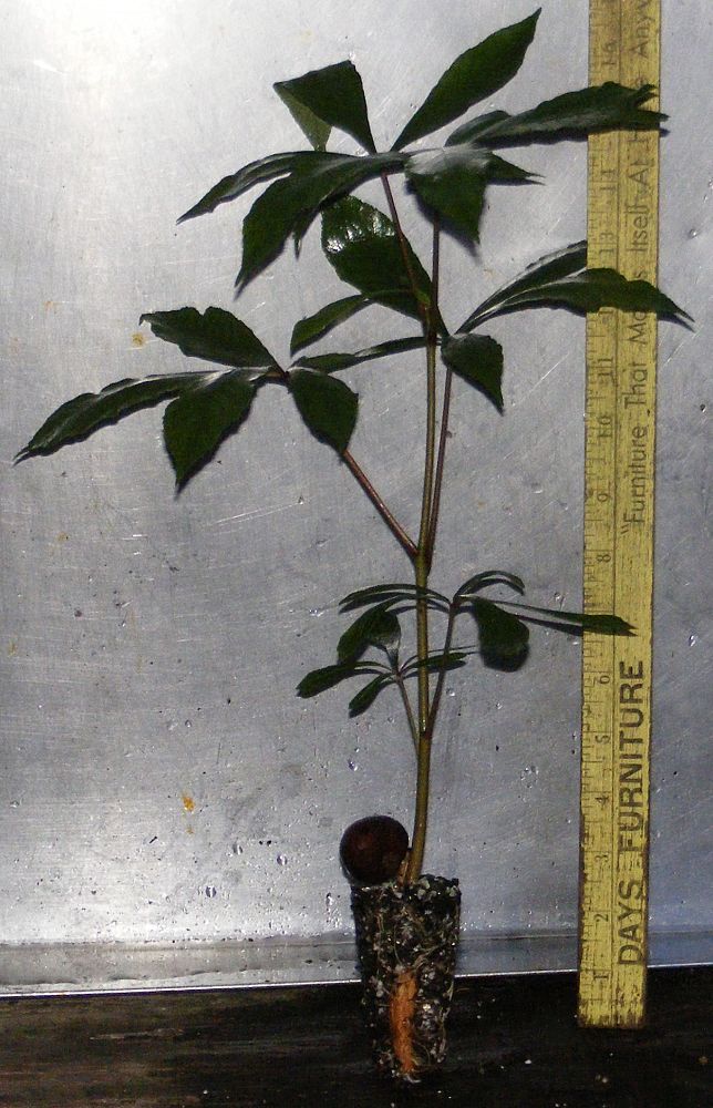 aesculus-pavia-red-buckeye