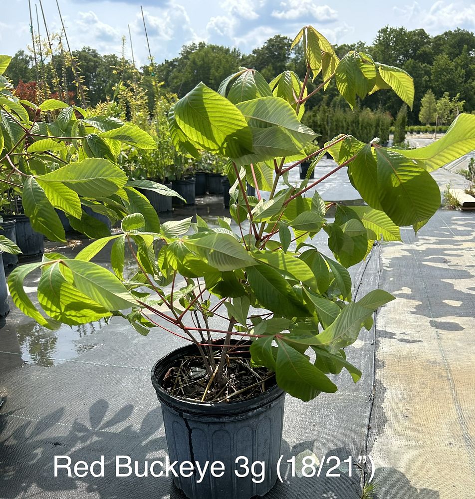 aesculus-pavia-red-buckeye