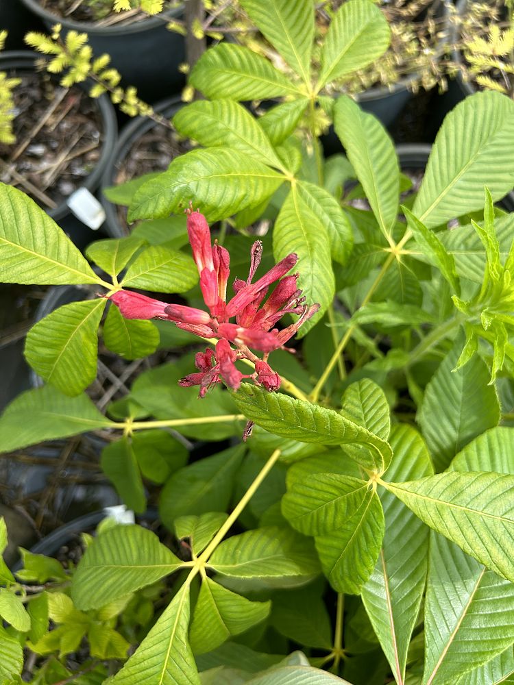 aesculus-pavia-red-buckeye