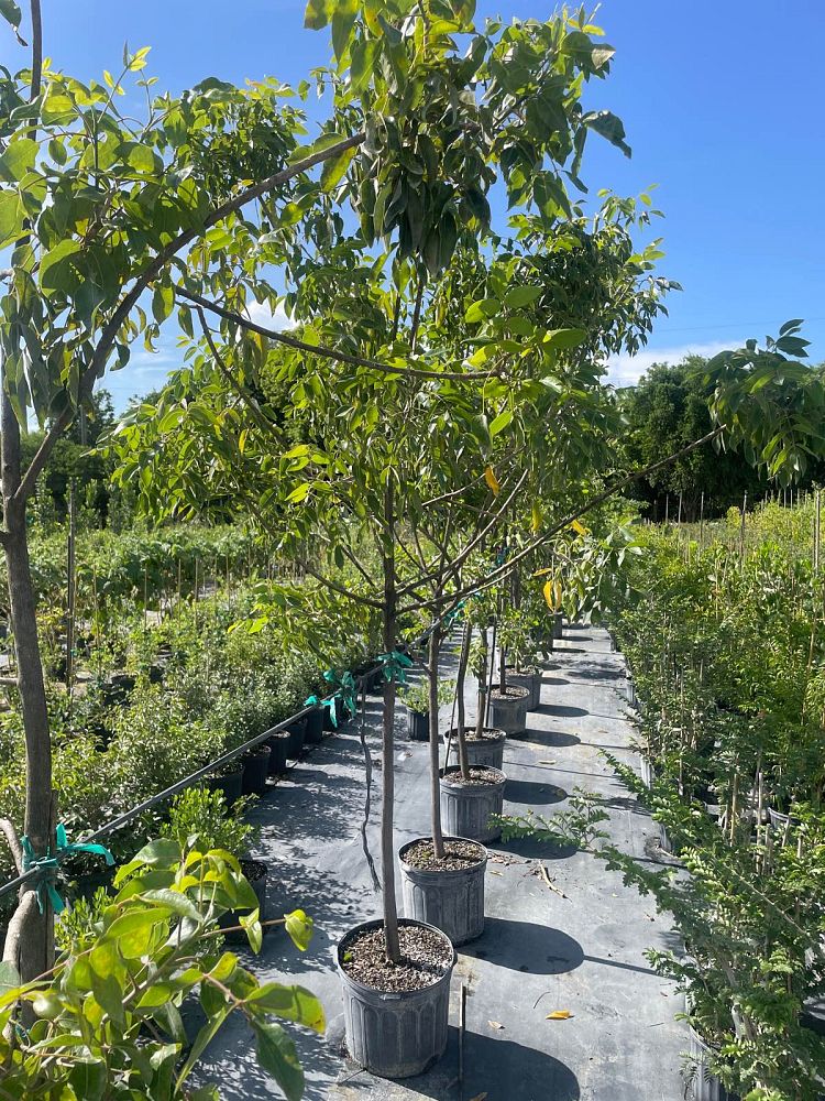 afrocarpus-falcatus-outeniqua-yellowwood-common-yellowwood
