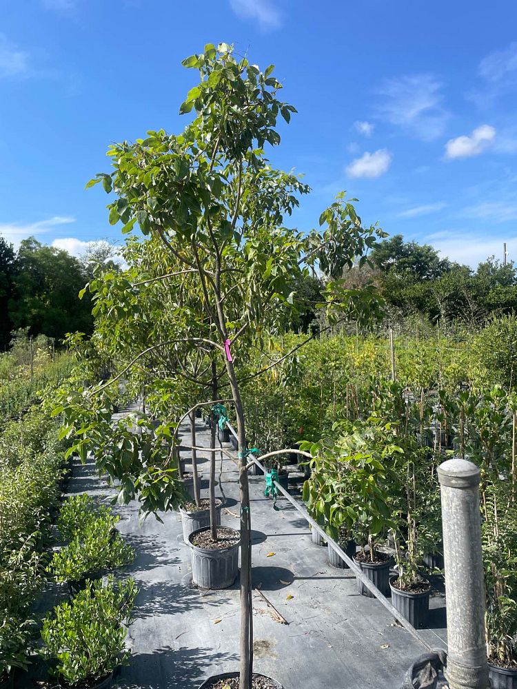 afrocarpus-falcatus-outeniqua-yellowwood-common-yellowwood