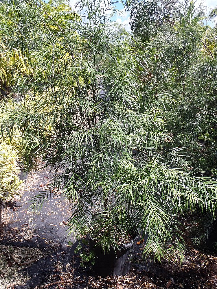 afrocarpus-gracilior-african-fern-pine