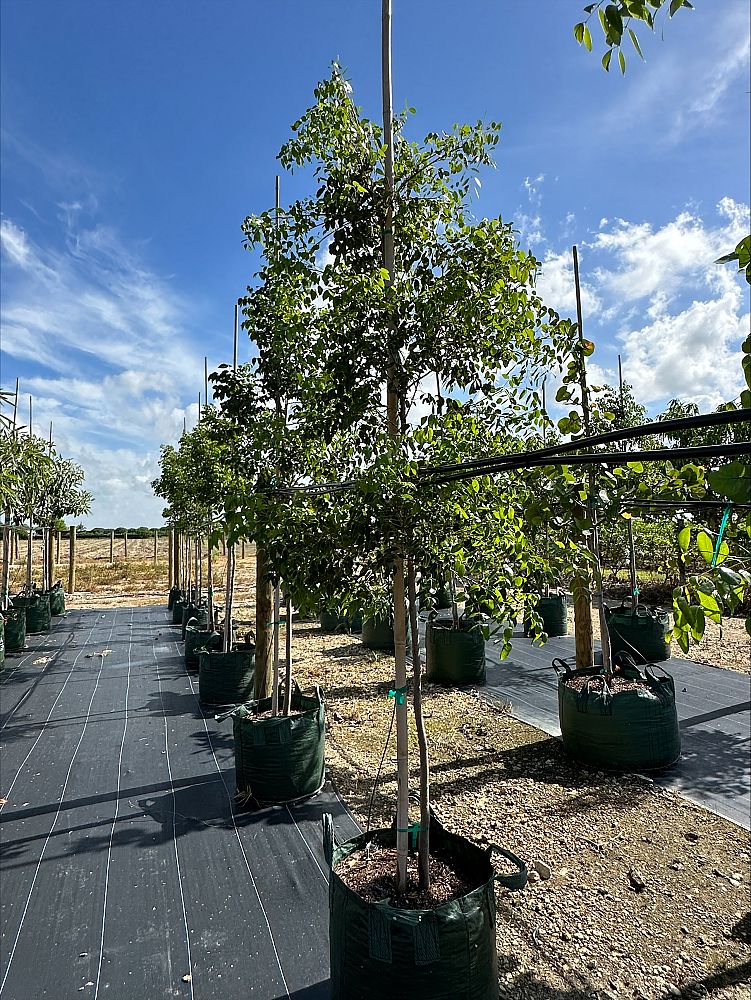 afzelia-africana-african-mahogany-african-oak