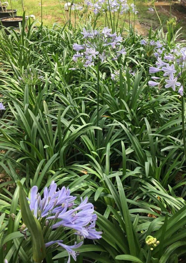 agapanthus-african-lily-lily-of-the-nile