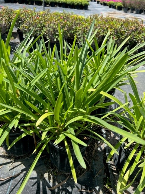 agapanthus-african-lily-lily-of-the-nile