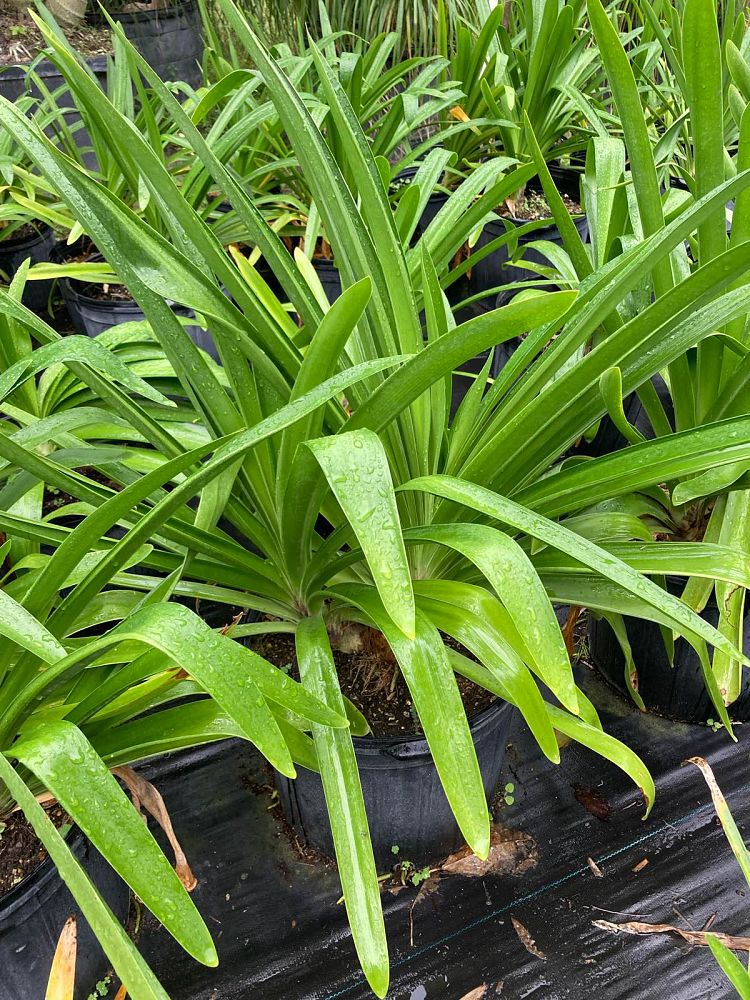 agapanthus-african-lily-lily-of-the-nile