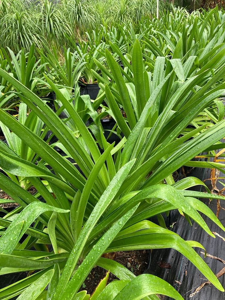 agapanthus-african-lily-lily-of-the-nile