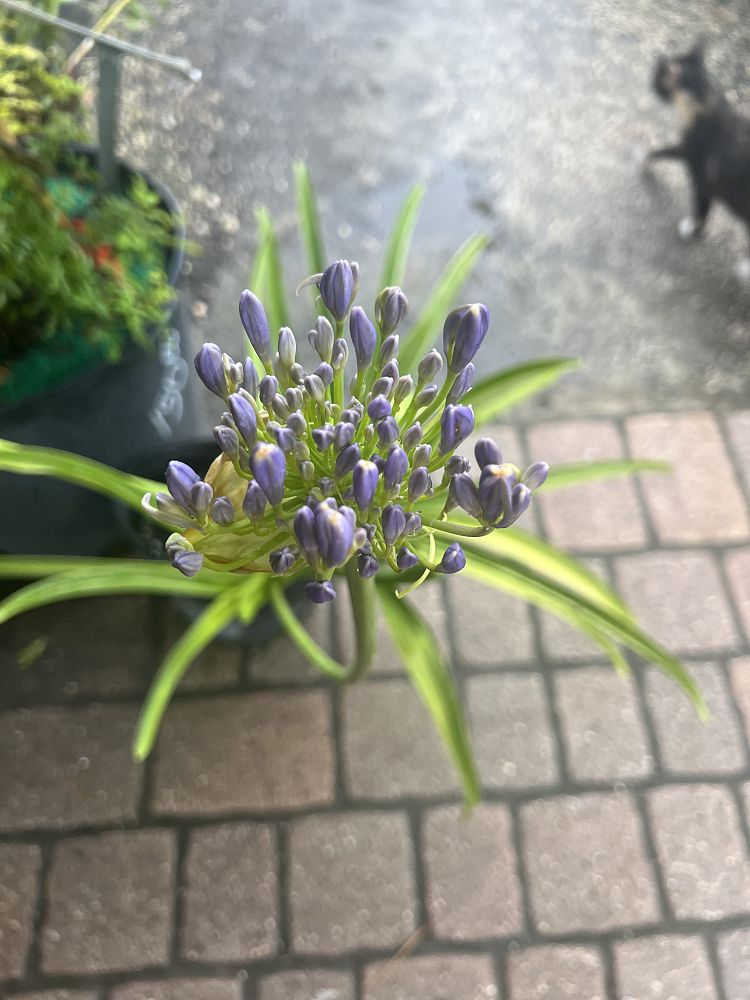 agapanthus-african-lily-lily-of-the-nile