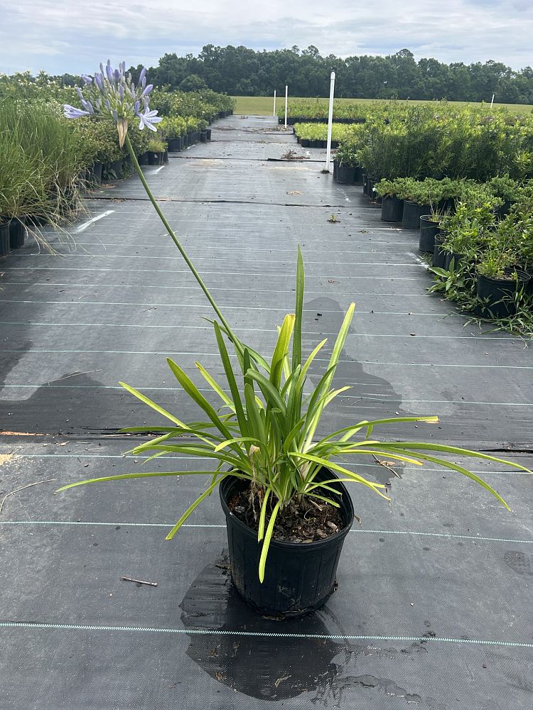 agapanthus-african-lily-lily-of-the-nile