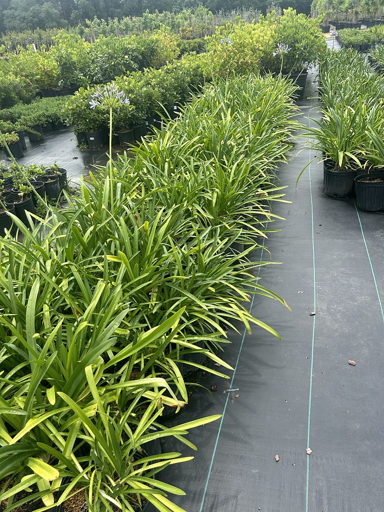 agapanthus-african-lily-lily-of-the-nile