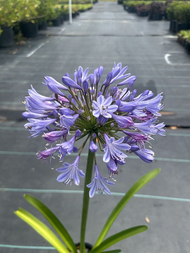 agapanthus-african-lily-lily-of-the-nile