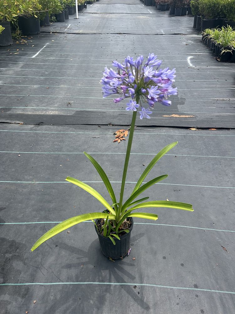 agapanthus-african-lily-lily-of-the-nile
