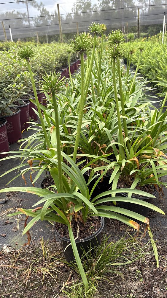 agapanthus-african-lily-lily-of-the-nile