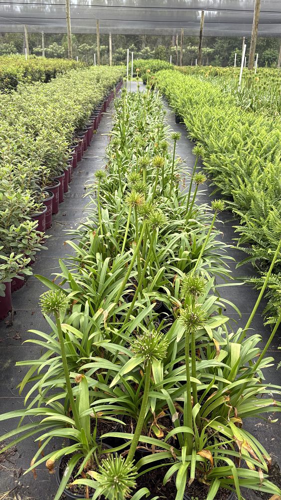 agapanthus-african-lily-lily-of-the-nile