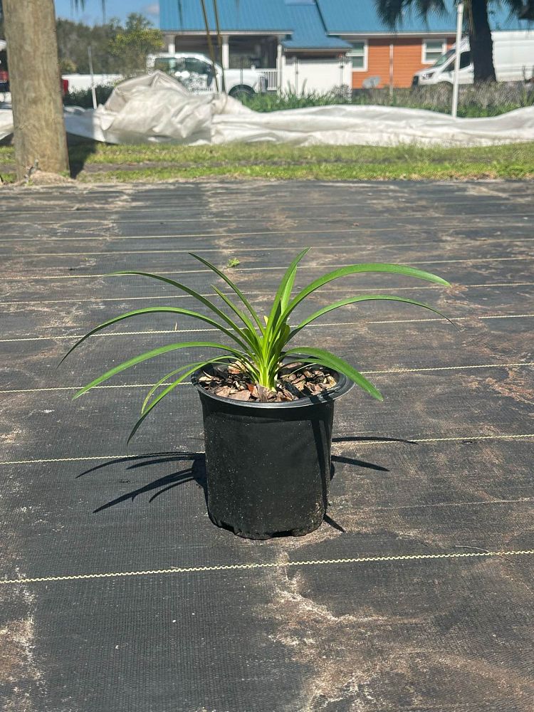 agapanthus-african-lily-lily-of-the-nile