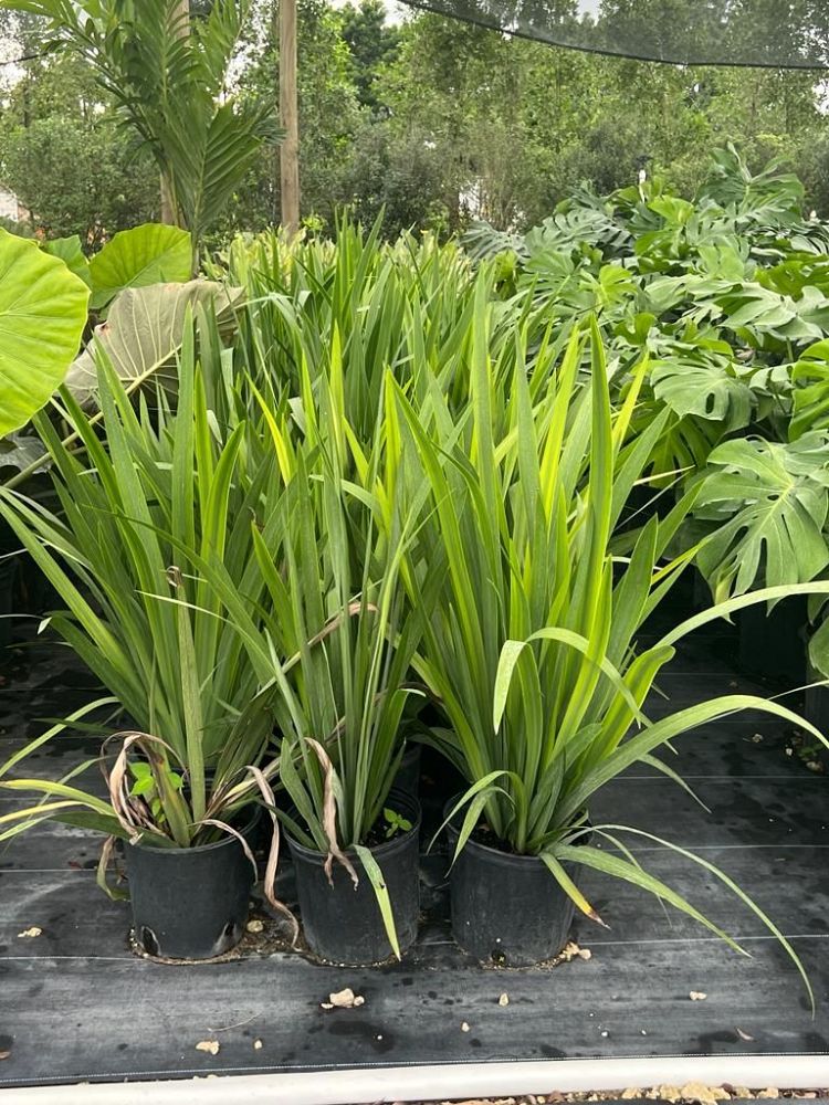 agapanthus-african-lily-lily-of-the-nile