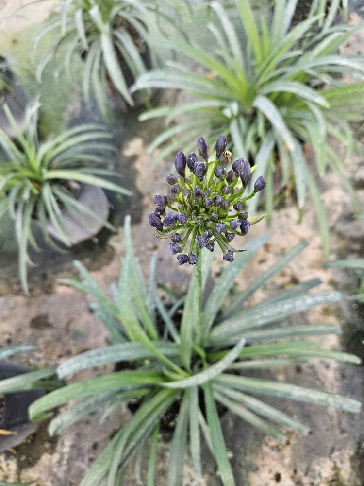agapanthus-african-lily-lily-of-the-nile