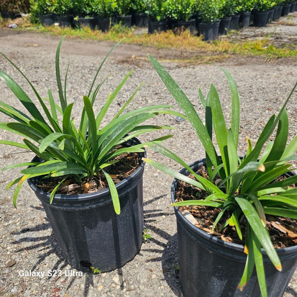 agapanthus-african-lily-lily-of-the-nile