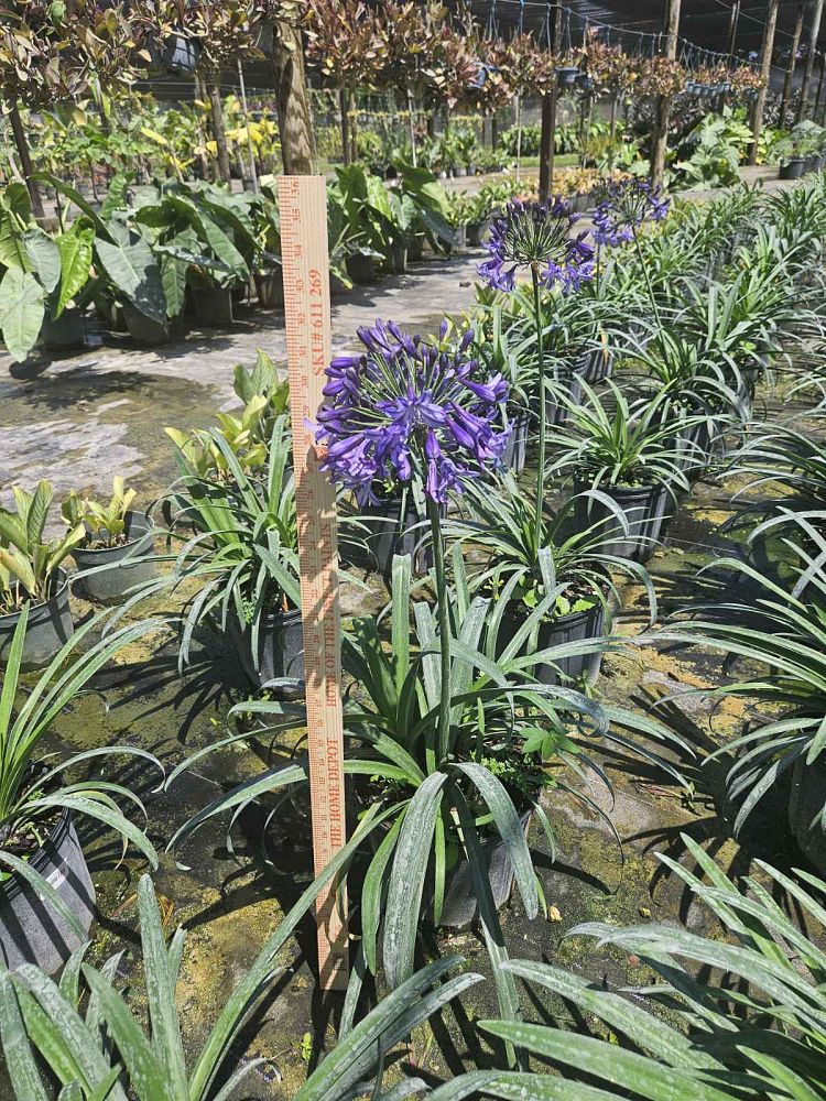 agapanthus-african-lily-lily-of-the-nile