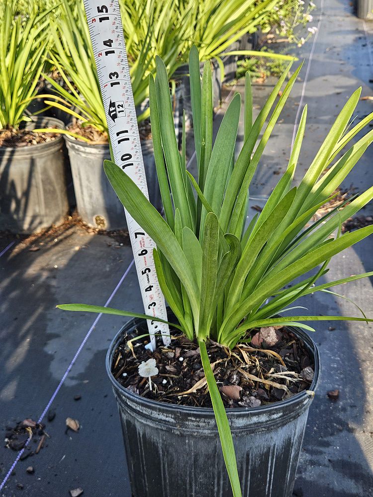 agapanthus-african-lily-lily-of-the-nile