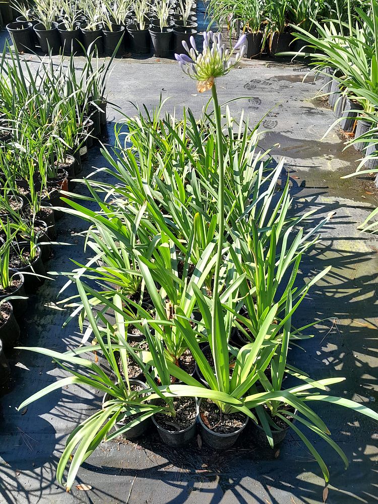 agapanthus-african-lily-lily-of-the-nile