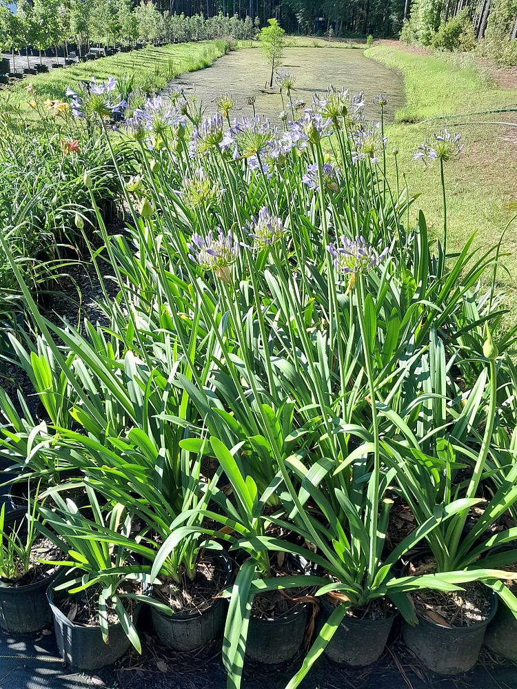 agapanthus-african-lily-lily-of-the-nile