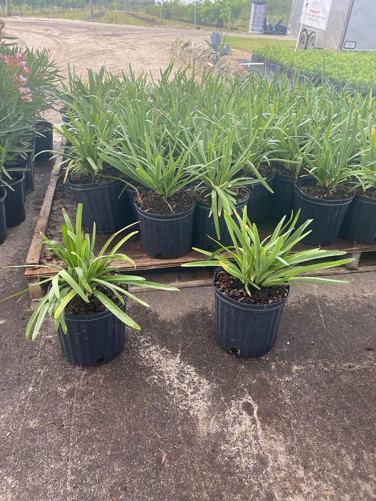 agapanthus-african-lily-lily-of-the-nile