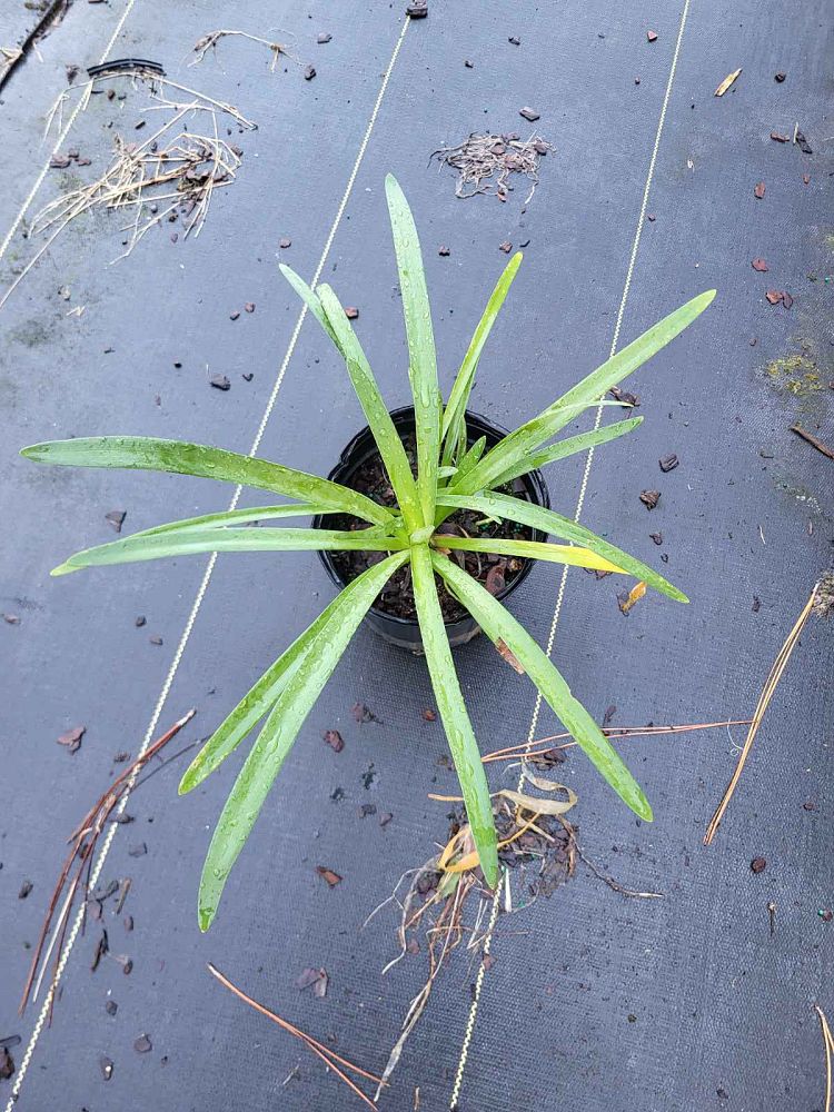 agapanthus-african-lily-lily-of-the-nile