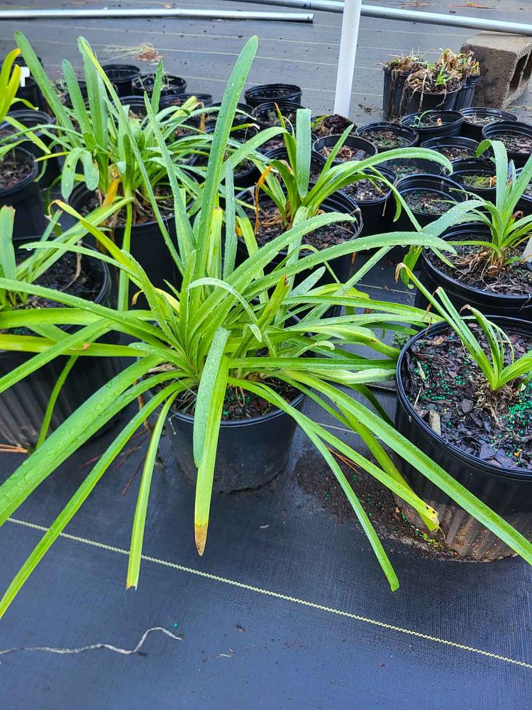 agapanthus-african-lily-lily-of-the-nile