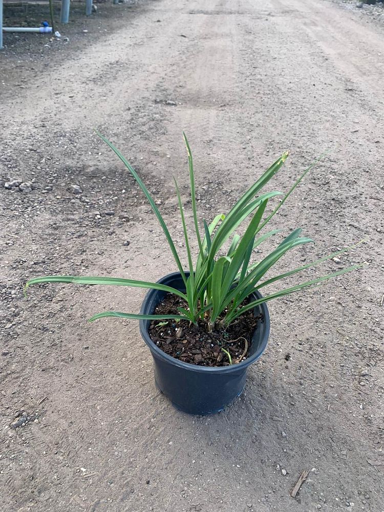 agapanthus-african-lily-lily-of-the-nile
