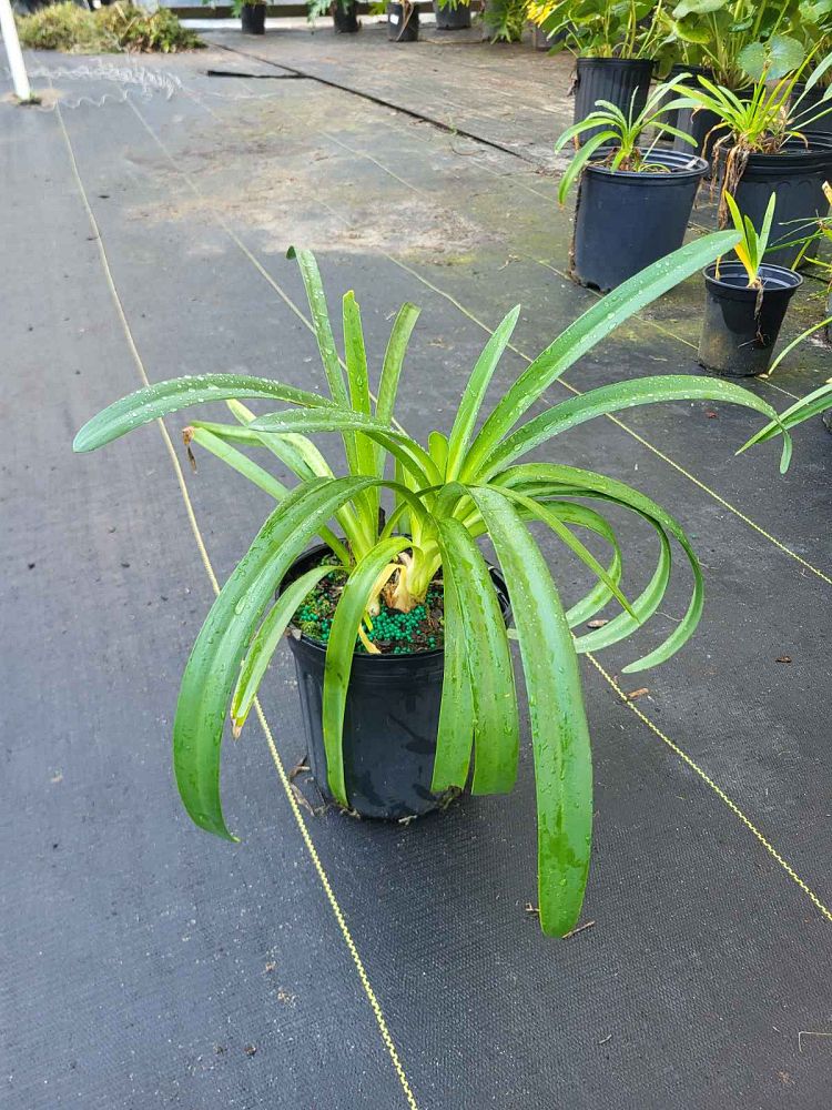 agapanthus-africanus-alba-lily-of-the-nile-white