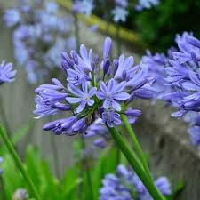 agapanthus-africanus-blue-lily-of-the-nile-blue