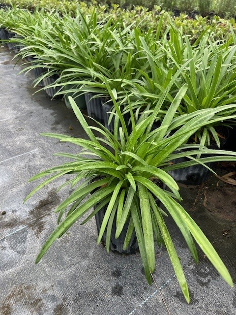 agapanthus-africanus-blue-lily-of-the-nile-blue