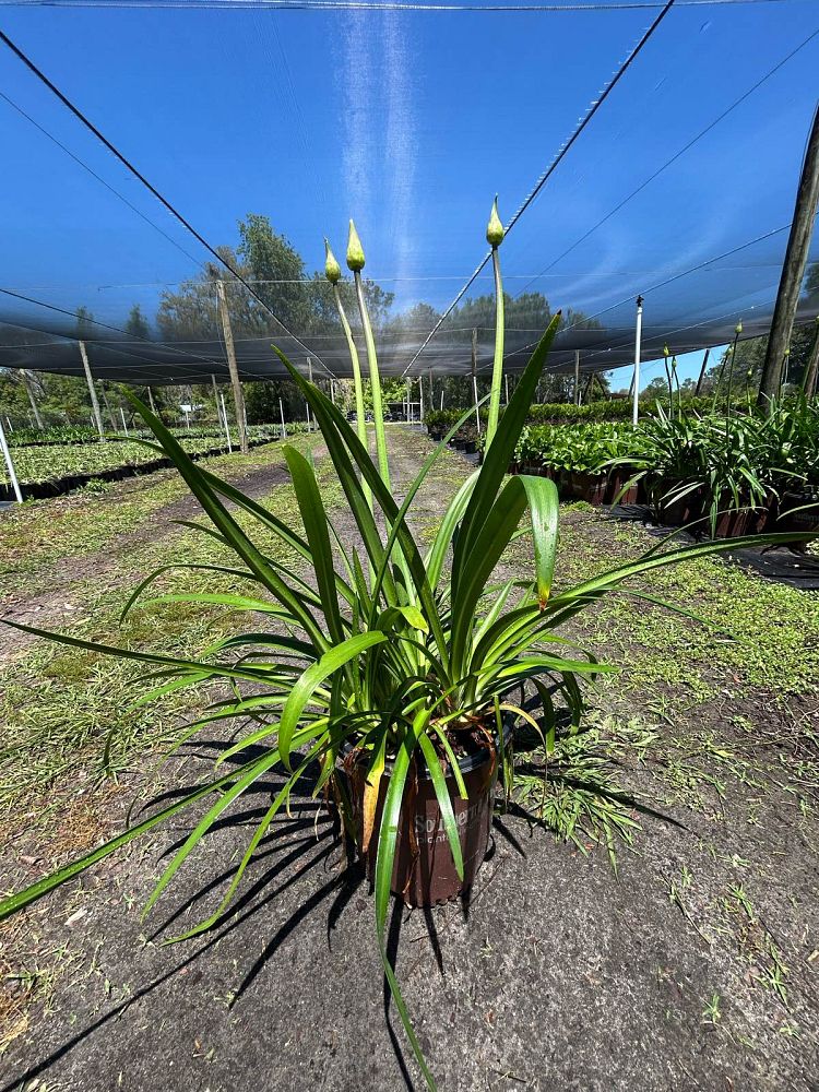 agapanthus-africanus-indigo-frost-lily-of-the-nile