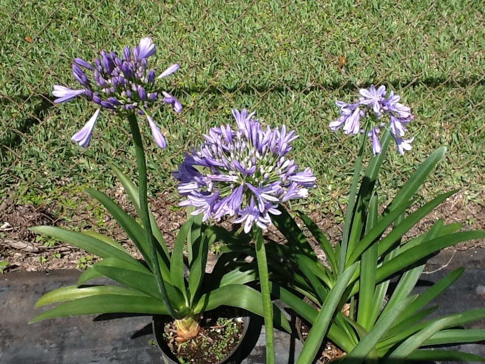 agapanthus-africanus-lily-of-the-nile