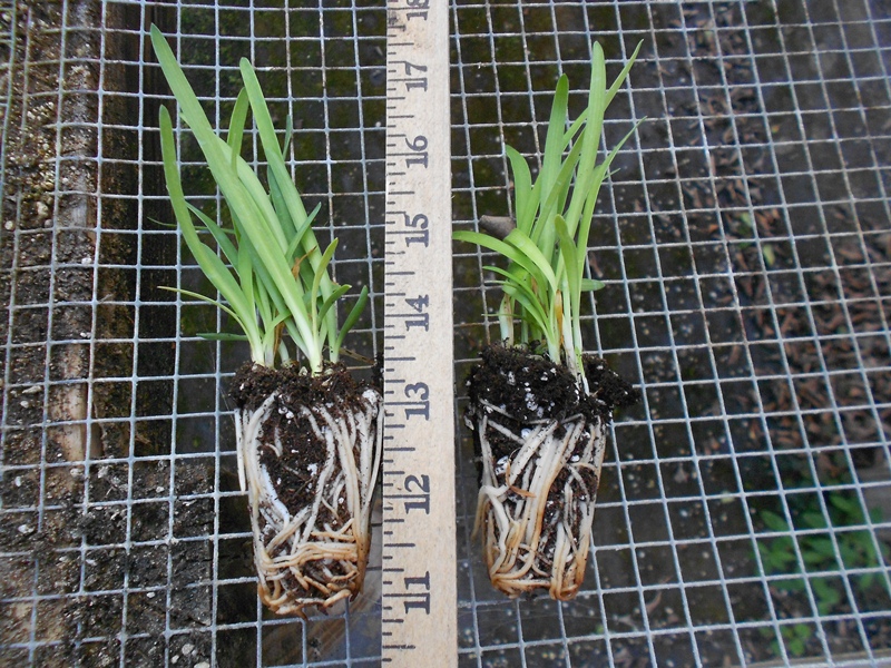 agapanthus-africanus-lily-of-the-nile