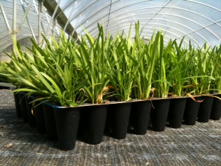 agapanthus-africanus-lily-of-the-nile