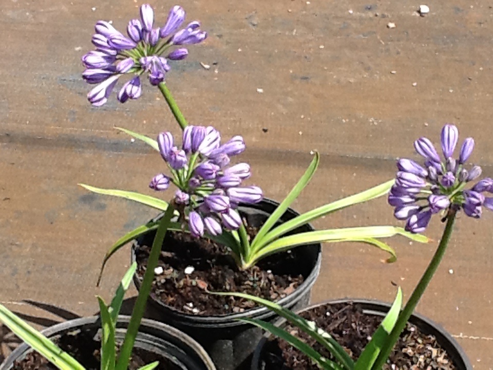 agapanthus-africanus-lily-of-the-nile