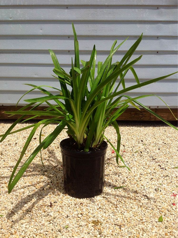 agapanthus-africanus-lily-of-the-nile