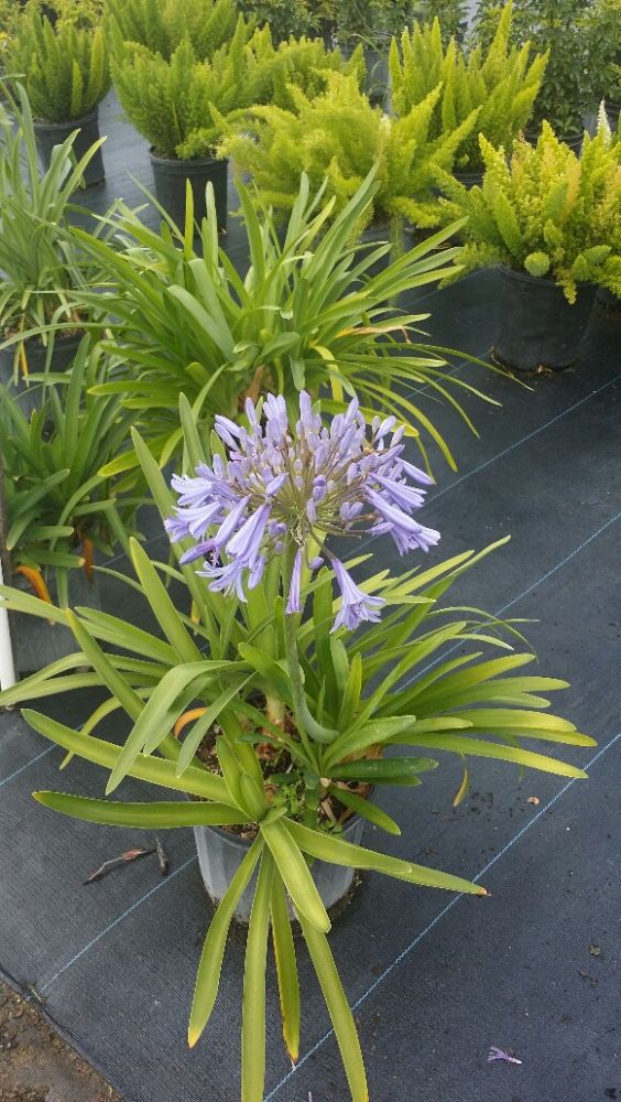 agapanthus-africanus-lily-of-the-nile